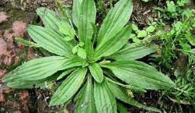 Asian plantain seed