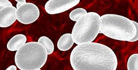 immune system is naturally equipped with fighter cells