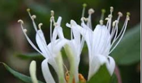 Japanese honeysuckle flower extract