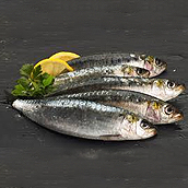 Saltwater fish