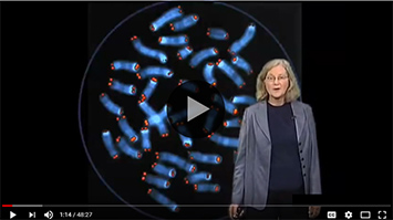 The Roles Of Telomeres And Telomerase